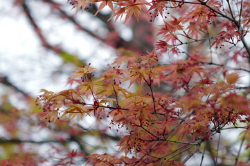 Tokyo, Japan - April 02, 2024 : Travelling to Japan is so amazing and love the city 