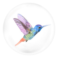 Fototapeta premium Colorful hummingbird png sticker, animal in bubble, transparent background