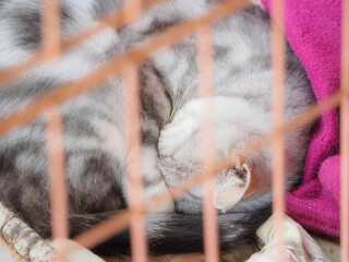 ケージの中で丸まって眠る猫