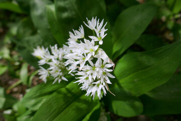 Medicinal plant Bear's garlic - Allium ursinum. Garlic has green leaves and white flowers.