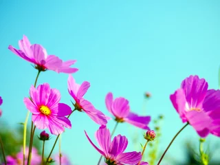 Photo sur Aluminium Turquoise Beautiful cosmos flower field and blue sky. Low angle view nature cosmos flower wallpaper background.