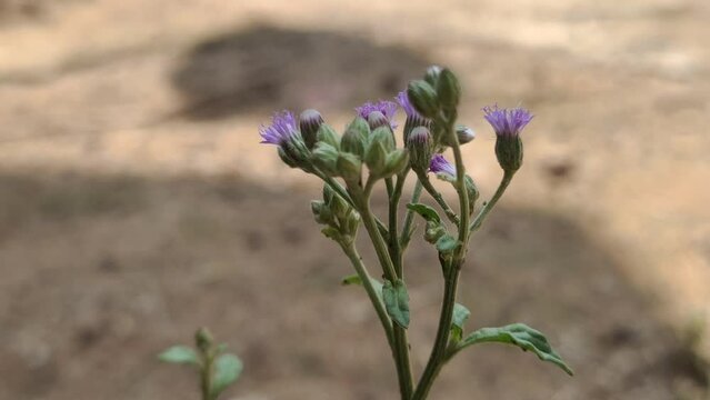 Wild Vernonia Glauca herbal medicine plant isolated in nature with purple flower also known as Appalachian Ironweed, Broadleaf Ironweed, Tawny and Upland Ironweed. Weed closeup macro side view.
