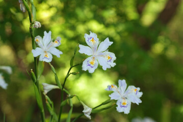 新緑の林床に咲くシャガ