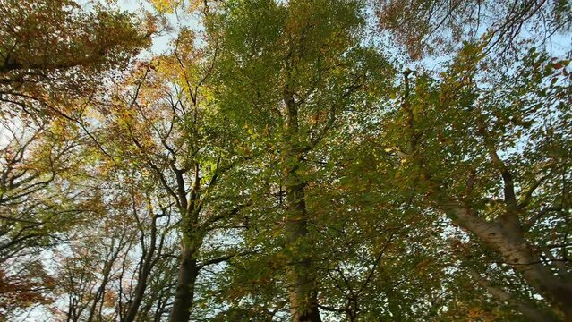 Autumn forest trees 360 degrees shot nature background