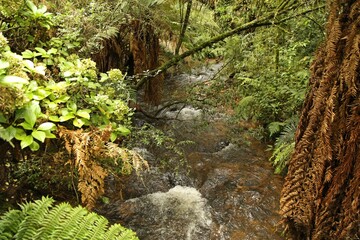 Fresk water stream running through tropical forest. Trees, lush leaves, fern and vegetation all around