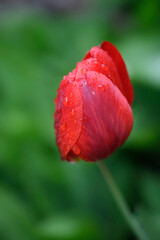 Raindrops on petals of red tulip