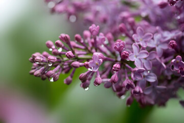 Raindrops on violet lilac after rain
