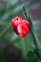 Raindrops on petals of colorful tulip