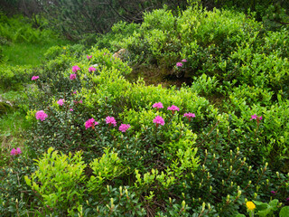 A bush of rhododendron flowers blooming on an alpine pasture. Spring time season, the vegetation is...