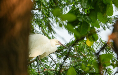 egret in the tree