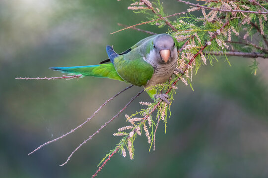 Parakeet perched on a bush with red berries , La Pampa, Patagonia, Argentina