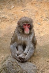 Fototapeta premium 座った流し目のニホンザル