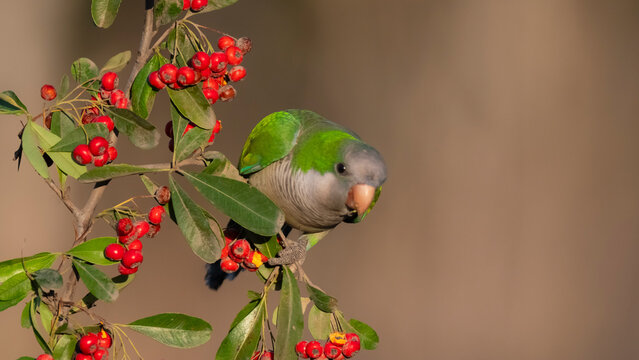 Parakeet perched on a bush with red berries , La Pampa, Patagonia, Argentina