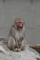 座ってあくびをするニホンザル