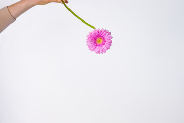 Close up of single beautiful pastel pink Gerber flower isolated on the white wall background....