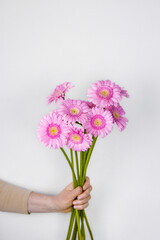 Female´s hand holding beautiful pastel pink Gerber flowers bouquet. Woman giving daisy flowers as a gift. Aesthetic holiday celebration concept. Isolated on the White wall background. Copy space.