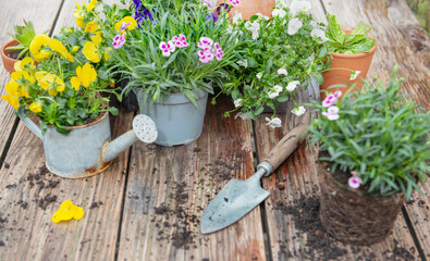  carnation flowers in flowerpot and colorful viola with  shovel and dirt on a wooden table - 788255943