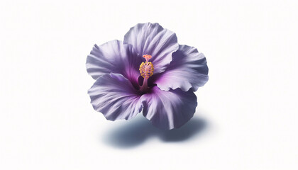 purple hibiscus flower in full bloom