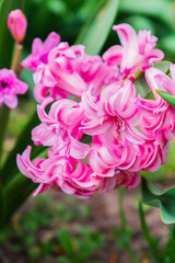Pink hyacinth close-up in the garden
