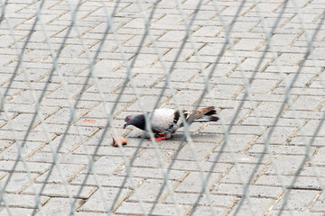 A gray pigeon eating crumbs on the floor.
