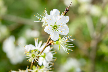 Blossom, soft focus, dreamy, blurry