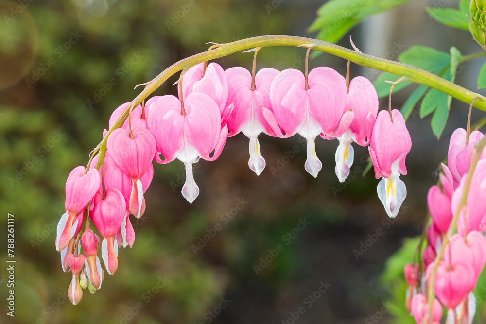 Canvas Prints Closeup of bleeding heart flowers in bloom