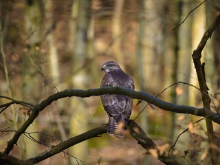 Bussard