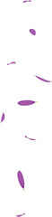 falling purple daisy flower petals