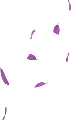 falling purple daisy flower petals