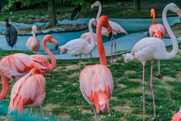 Caribbean Flamingos standing together