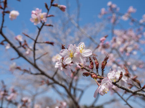 桜咲く函館公園