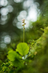 Blooming wild pyrola flower with green forest in the background