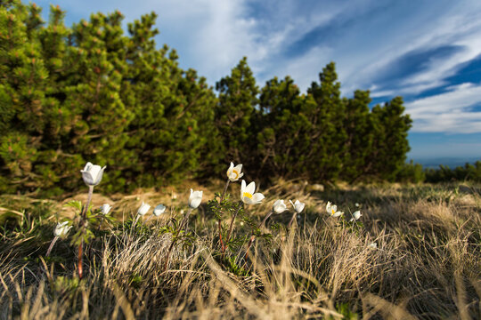 Bunches of flowering alpine pasqueflowers on the summit of the Krkonoše Mountains in the glow of the setting sun
