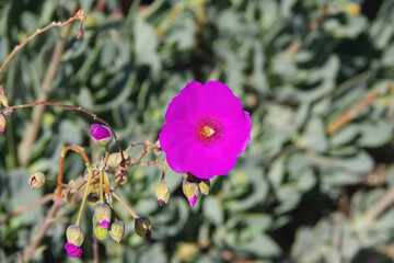 Blooming purple Calandrinia grandiflora, Rock Purslane flower with fresh buds