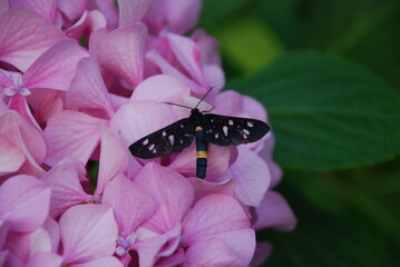 Close up of a black butterfly on pink tropical flowers