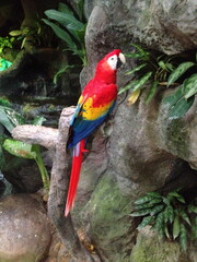 Vertical shot of a gorgeous colorful scarlet macaw parrot sitting on a rock in the forest