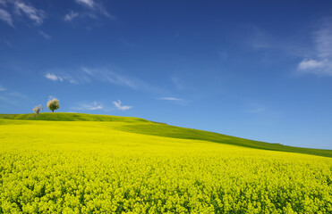 Hilly landscape with oilseed rape fields and blue sky. View of sunny hillside landscape with yellow field and flowering trees, spring season.
