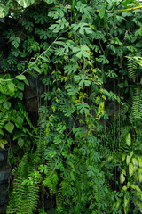 ジャングルのような温室