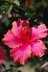 Close-up of a pink red hibiscus blosso