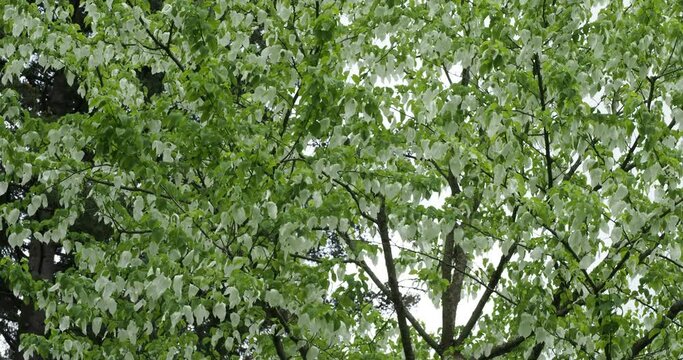 (Davidia involucrata) Dove-tree or Handkerchief tree in spring flowering quivering in the wind

