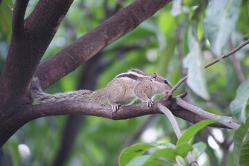 Indian Palm Squirrel | Mammal