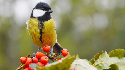 bird, nature, yellow, wildlife, animal, branch, wild, blue, beak, feather, tree, green, birds,...