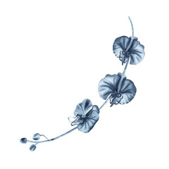 Blue orchid flowers branch with buds. Watercolor hand drawn illustration on transparent background. Monochrome floral painting for fashion designs, prints, patterns, tattoos, wedding invitations