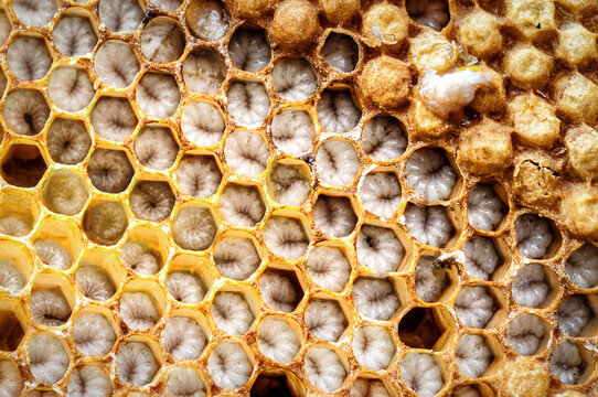 Bee Brood, bee larvae in honeycomb cell