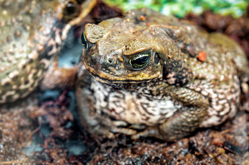 Close-up view of frog toad ropuha-aga. Focus o the face