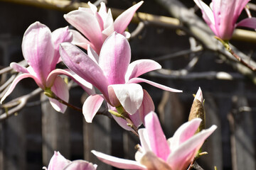 Magnolia pink flowers, blooming flowering tree in spring garden on background of wooden fence, warm...