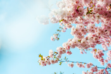 Cherry blossom in full bloom. Cherry flowers in small clusters on a cherry tree branch. Shallow depth of field.