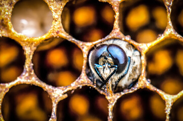 New young live bee in honeycomb cell