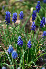 Grape hyacinth, muscari blue flowers grow in spring meadow among green grass.