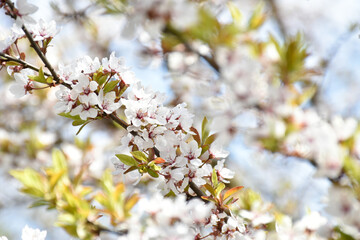 Plum blossoms, white fragrant flowers on background of light blue sky, blooming flowering tree in...